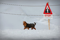 Danger Dog