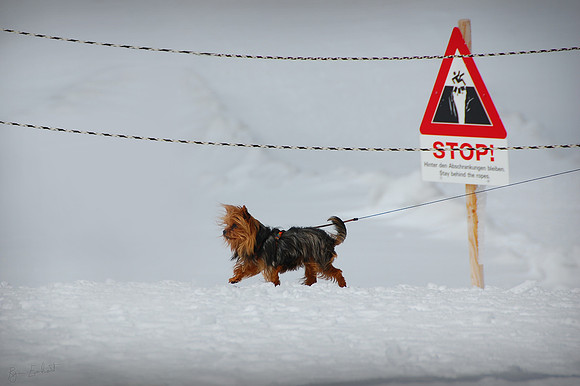 Danger Dog