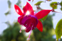 Starflower