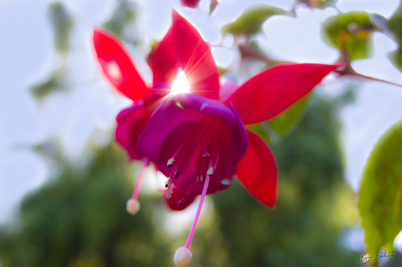 Starflower