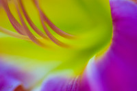 Vivid