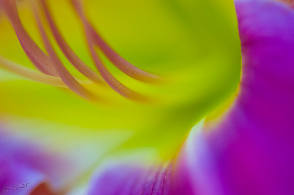 Vivid