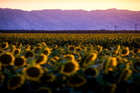 Flower Season 2021