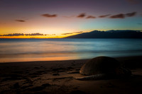 Maui Wildlife