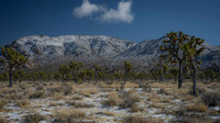 Joshua Tree 2024